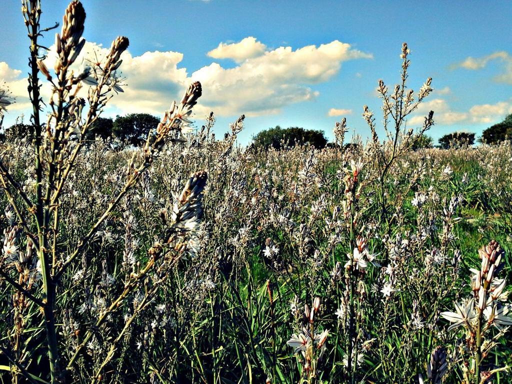 Agriturismo Pentuma Chiaramonti Exteriér fotografie